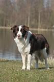 BORDER COLLIE 1463